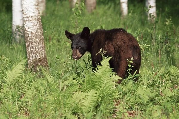 Black bear cub (Ursus americanus)