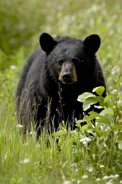 Framed Print : Black bear (Ursus americanus), Alaska Highway, British Columbia, Canada, North America Framed Print : Black bear (Ursus americanus), Alaska Highway, British Columbia, Canada, North America