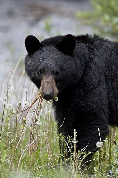 Black bear (Ursus americanus), Banff National Park, Alberta, Canada, North America