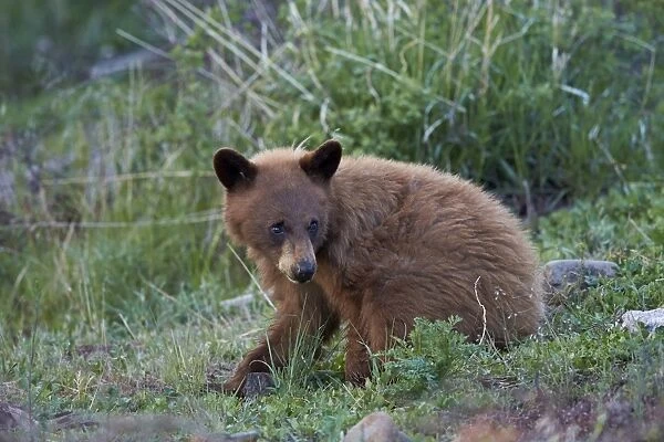 Black Bear (Ursus americanus), cinnamon yearling cub, Yellowstone National Park, Wyoming