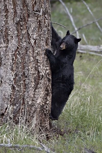 Black bear (Ursus americanus) coming down from a tree, Yellowstone National Park, Wyoming, United States of America, North America