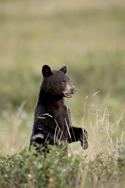 Black bear (Ursus americanus) cub, Waterton Lakes National Park, Alberta