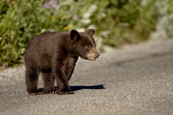 Black bear (Ursus americanus) cub crossing the road, Waterton Lakes National Park