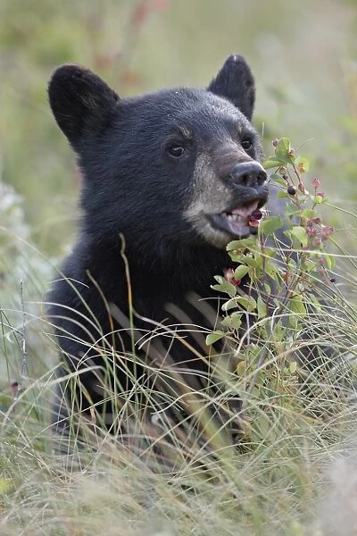 Black bear (Ursus americanus) cub eating Saskatoon berries, Waterton Lakes National Park