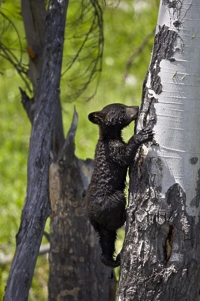 Black Bear (Ursus americanus) cub of the year climbing a tree, Yellowstone National Park, Wyoming, United States of America, North America