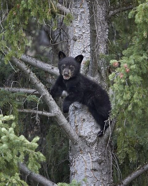 Black bear (Ursus americanus) cub of the year in a tree, Yellowstone National Park