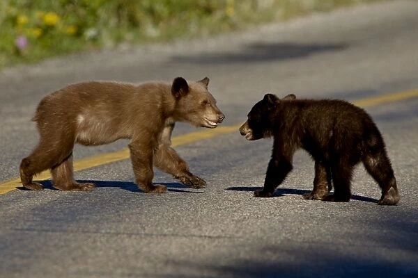 Black bear (Ursus americanus) cubs crossing the road, Waterton Lakes National Park