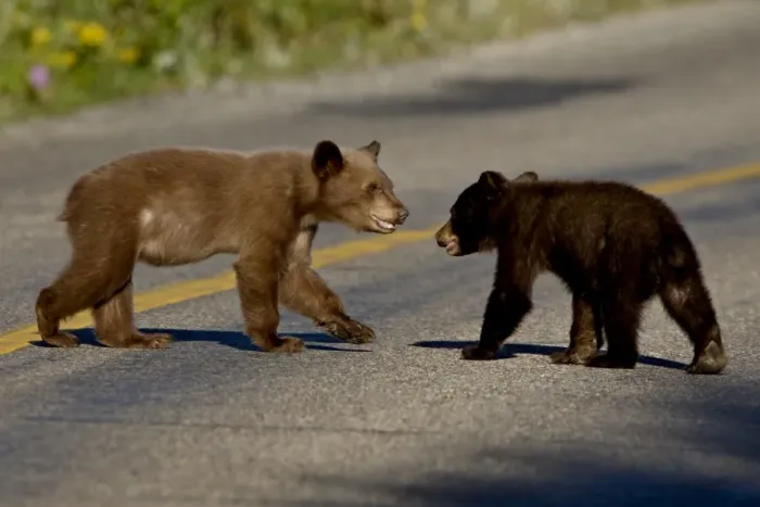 Framed Print : Black bear (Ursus americanus) cubs crossing the road, Waterton Lakes National Park