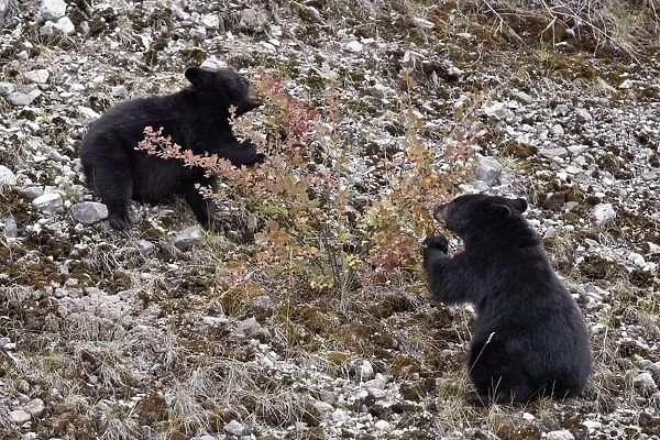 Black bear (Ursus americanus) cubs eating Canadian gooseberry berries, Jasper National Park, Alberta, Canada, North America