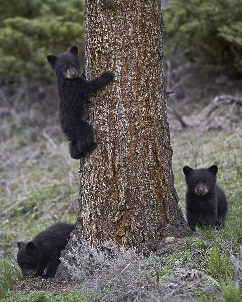 Three black bear (Ursus americanus) cubs of the year, Yellowstone National Park, Wyoming, United States of America, North America