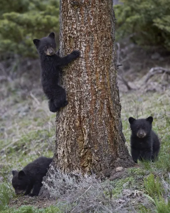 Framed Print : Three black bear (Ursus americanus) cubs of the year, Yellowstone National Park, Wyoming, United States of America, North America Framed Print : Three black bear (Ursus americanus) cubs of the year, Yellowstone National Park, Wyoming, United States of America, North America