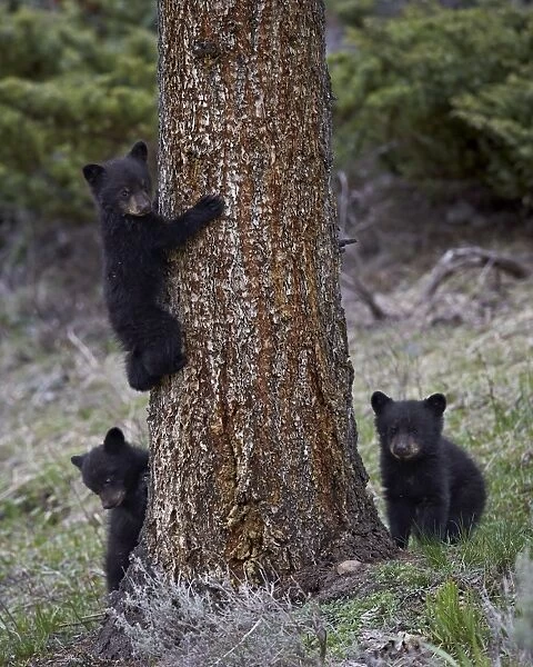 Three black bear (Ursus americanus) cubs of the year or spring cubs, Yellowstone National Park, UNESCO World Heritage Site, Wyoming, United States of America, North America