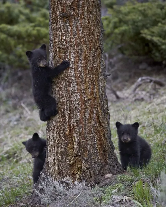 Framed Print : Three black bear (Ursus americanus) cubs of the year or spring cubs, Yellowstone National Park, UNESCO World Heritage Site, Wyoming, United States of America, North America