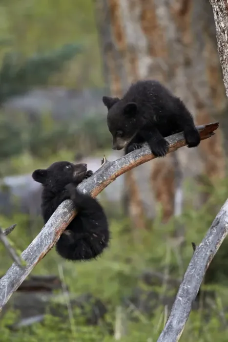 Framed Print : Two Black Bear (Ursus americanus) cubs of the year or spring cubs playing, Yellowstone Framed Print : Two Black Bear (Ursus americanus) cubs of the year or spring cubs playing, Yellowstone