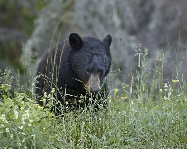 Black bear (Ursus americanus) eating, Glacier National Park, Montana, United States of America, North America