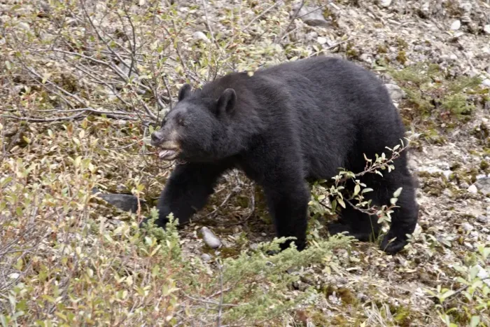 Framed Print : Black bear (Ursus americanus) eating berries, Jasper National Park, Alberta, Canada, North America Framed Print : Black bear (Ursus americanus) eating berries, Jasper National Park, Alberta, Canada, North America