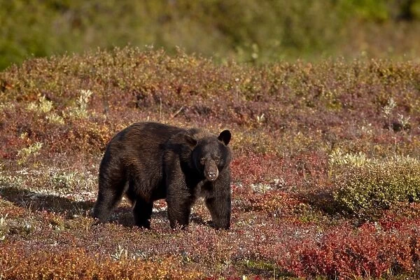 Black bear (Ursus americanus) among fall color, Denali National Park and Preserve
