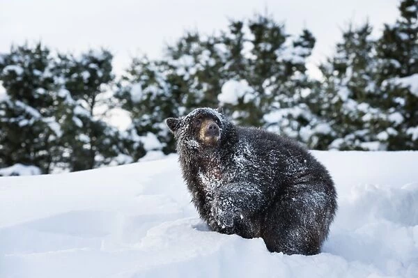 Black bear (Ursus Americanus), Montana, United States of America, North America