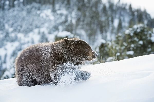 Black bear (Ursus Americanus), Montana, United States of America, North America