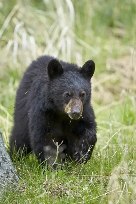 Framed Print : Black bear (Ursus americanus), second year cub, Yellowstone National Park, Wyoming