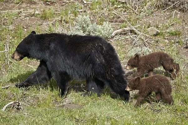 Black Bear (Ursus americanus) sow and two chocolate cubs-of-the-year, Yellowstone National Park
