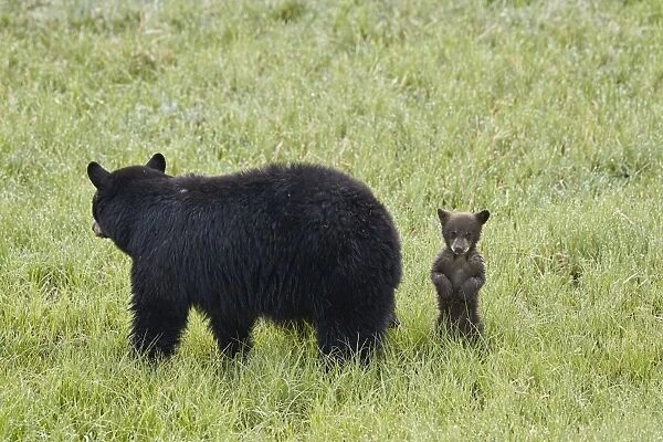 Black Bear (Ursus americanus) sow and a chocolate cub of the year or spring cub