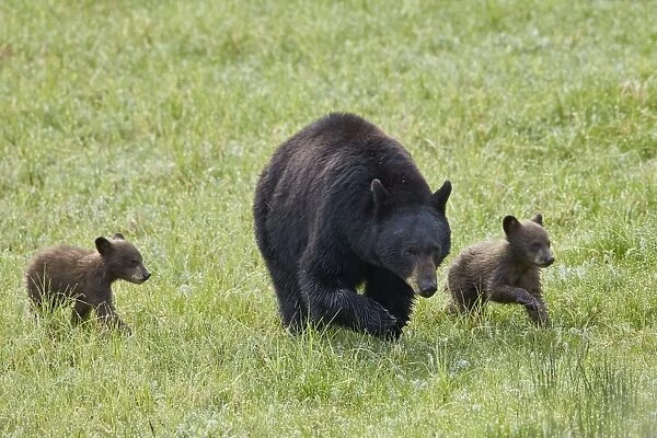 Black Bear (Ursus americanus) sow and two chocolate cubs of the year or spring cubs