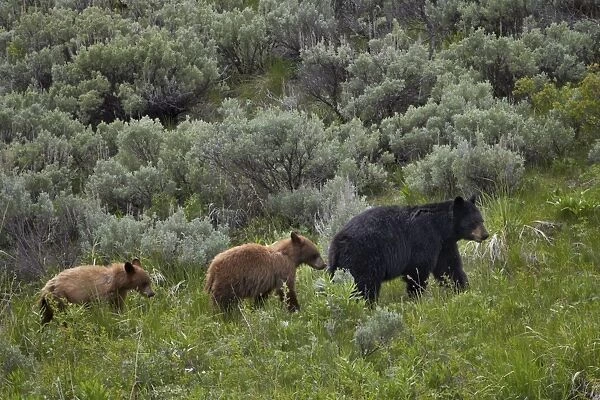 Black bear (Ursus americanus) sow and two cinnamon yearling cubs, Yellowstone National Park, UNESCO World Heritage Site, Wyoming, United States of America, North America