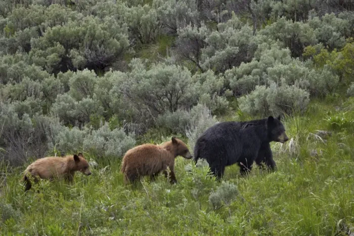 Framed Print : Black bear (Ursus americanus) sow and two cinnamon yearling cubs, Yellowstone National Park, UNESCO World Heritage Site, Wyoming, United States of America, North America Framed Print : Black bear (Ursus americanus) sow and two cinnamon yearling cubs, Yellowstone National Park, UNESCO World Heritage Site, Wyoming, United States of America, North America