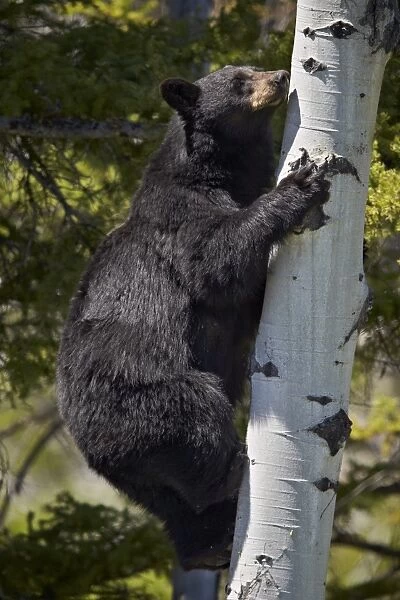 Black Bear (Ursus americanus) sow climbing a tree, Yellowstone National Park, Wyoming, United States of America, North America