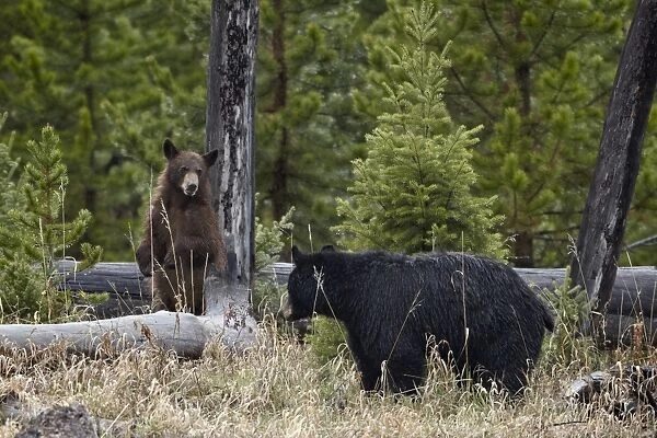 Black Bear (Ursus americanus) sow and cub, Yellowstone National Park, Wyoming, United States of America, North America