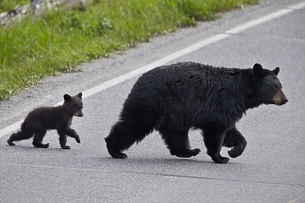 Black Bear (Ursus americanus) sow and cub-of-the-year crossing the road, Yellowstone National Park