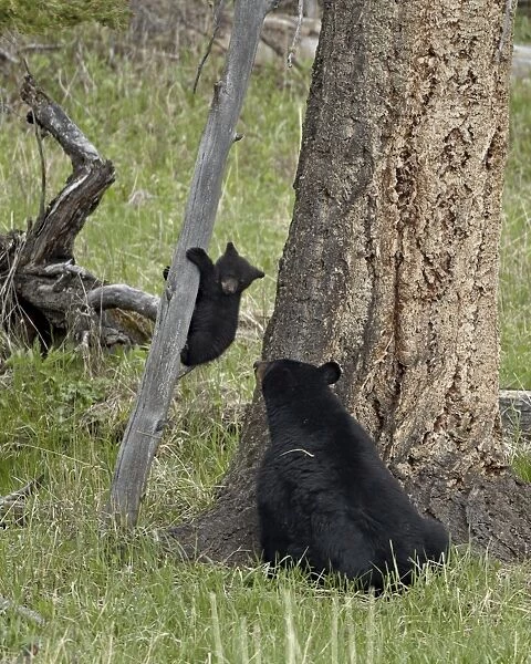 Black bear (Ursus americanus) sow and cub-of-the-year coming down from a tree, Yellowstone National Park, Wyoming, United States of America, North America