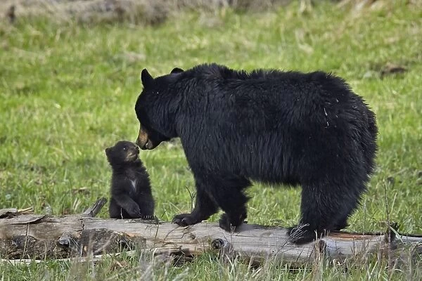 Black bear (Ursus americanus) sow and cub of the year, Yellowstone National Park, Wyoming, United States of America, North America