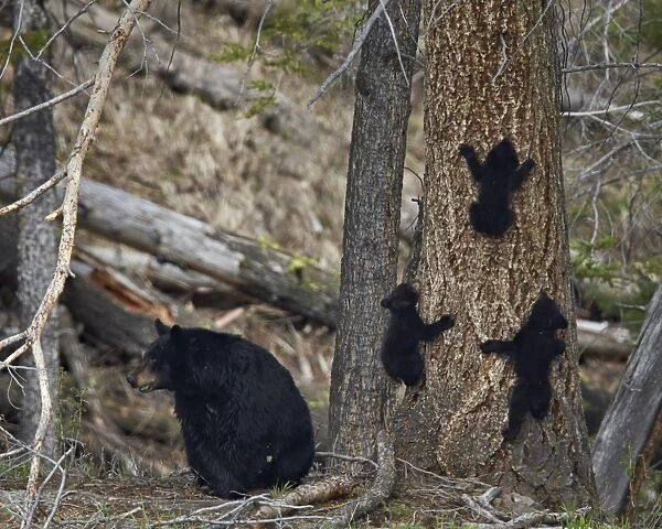 Black bear (Ursus americanus) sow and three cubs of the year, Yellowstone National Park, Wyoming, United States of America, North America