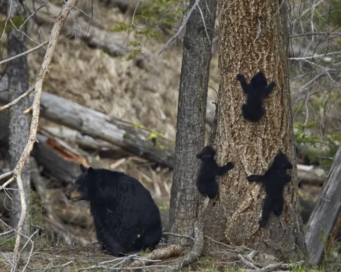 Framed Print : Black bear (Ursus americanus) sow and three cubs of the year, Yellowstone National Park, Wyoming, United States of America, North America Framed Print : Black bear (Ursus americanus) sow and three cubs of the year, Yellowstone National Park, Wyoming, United States of America, North America