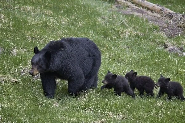 Black bear (Ursus americanus) sow and three cubs of the year, Yellowstone National Park, UNESCO World Heritage Site, Wyoming, United States of America, North America