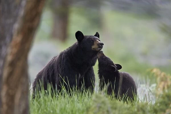 Black Bear (Ursus americanus), sow and yearling cub, Yellowstone National Park, Wyoming