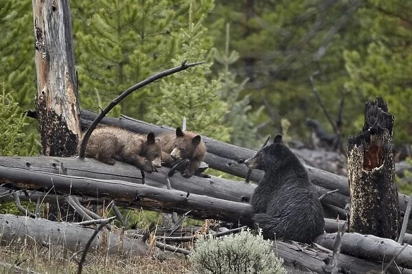 Black bear (Ursus americanus) sow and two yearling cubs, Yellowstone National Park, UNESCO World Heritage Site, Wyoming, United States of America, North America