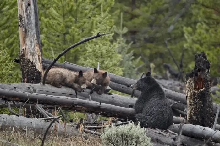 Framed Print : Black bear (Ursus americanus) sow and two yearling cubs, Yellowstone National Park, UNESCO World Heritage Site, Wyoming, United States of America, North America Framed Print : Black bear (Ursus americanus) sow and two yearling cubs, Yellowstone National Park, UNESCO World Heritage Site, Wyoming, United States of America, North America