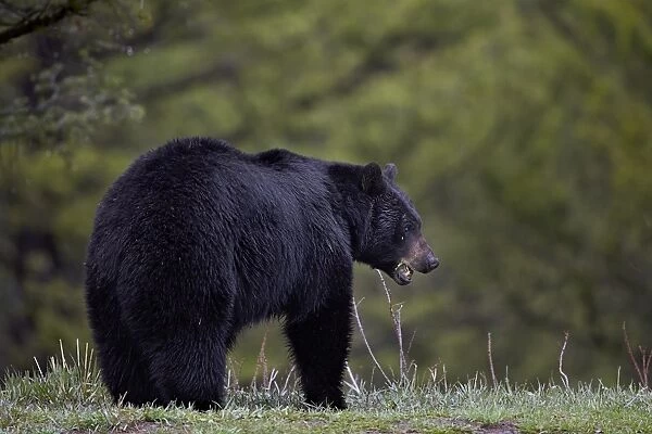 Black bear (Ursus americanus) in the spring, Yellowstone National Park, Wyoming, United States of America, North America
