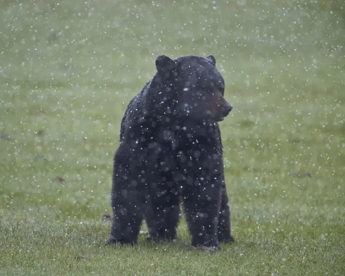 Framed Print : Black bear (Ursus americanus) in a spring snow storm, Yellowstone National Park, Wyoming, United States of America, North America Framed Print : Black bear (Ursus americanus) in a spring snow storm, Yellowstone National Park, Wyoming, United States of America, North America