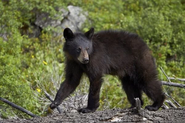 Black bear (Ursus americanus) yearling cub, Yellowstone National Park, Wyoming, United States of America, North America