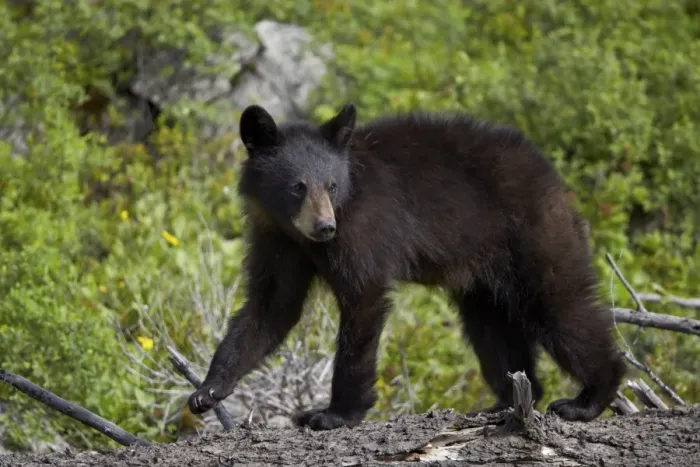 Framed Print : Black bear (Ursus americanus) yearling cub, Yellowstone National Park, Wyoming, United States of America, North America Framed Print : Black bear (Ursus americanus) yearling cub, Yellowstone National Park, Wyoming, United States of America, North America