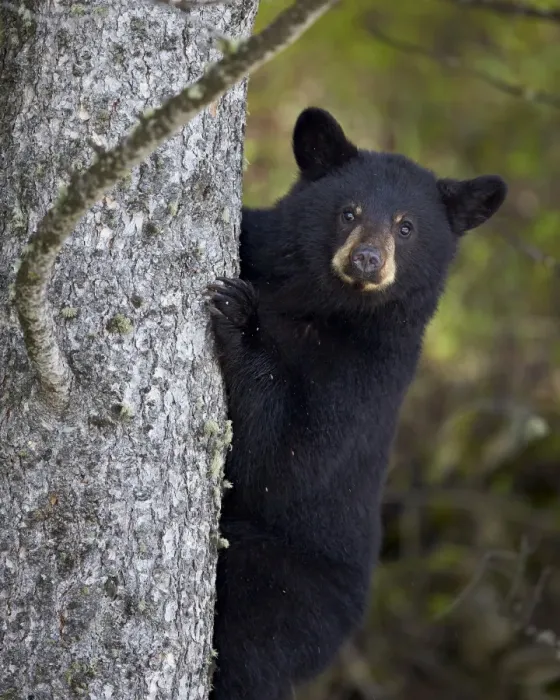 Framed Print : Black bear (Ursus americanus) yearling cub climbing a tree, Yellowstone National Park Framed Print : Black bear (Ursus americanus) yearling cub climbing a tree, Yellowstone National Park