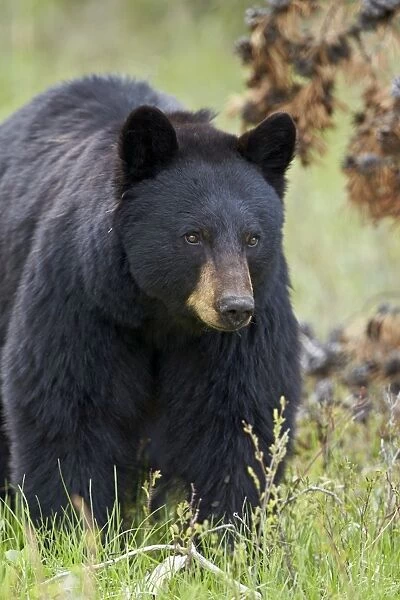 Black bear (Ursus americanus), Yellowstone National Park, Wyoming, United States of America
