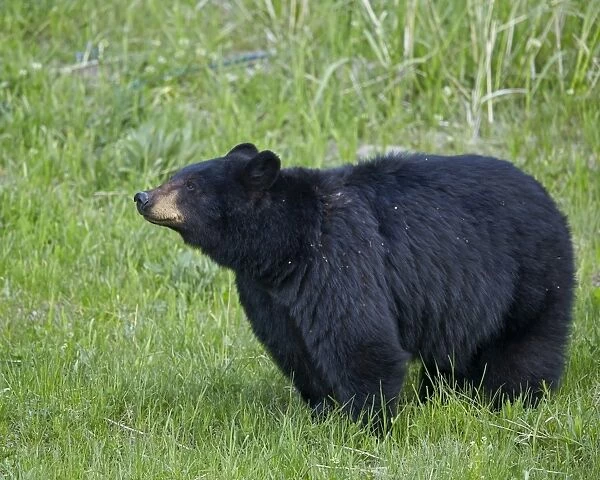 Black Bear (Ursus americanus), Yellowstone National Park, Wyoming, United States of America