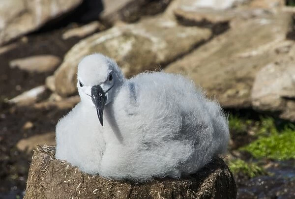 Black-browed albatross chick (Thalassarche melanophris), Saunders Island, Falklands