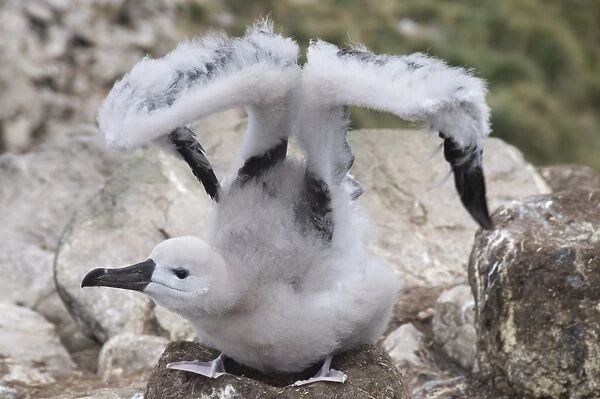 Black browed albatross chick, West Point Island, Falkland Islands, South America