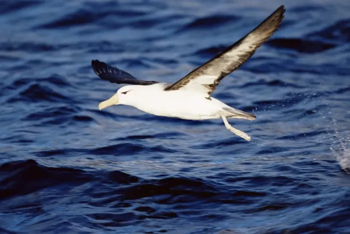 Framed Print : Black-browed albatross flying, Francisco Coloane Marine Reserve, Magallanes Framed Print : Black-browed albatross flying, Francisco Coloane Marine Reserve, Magallanes